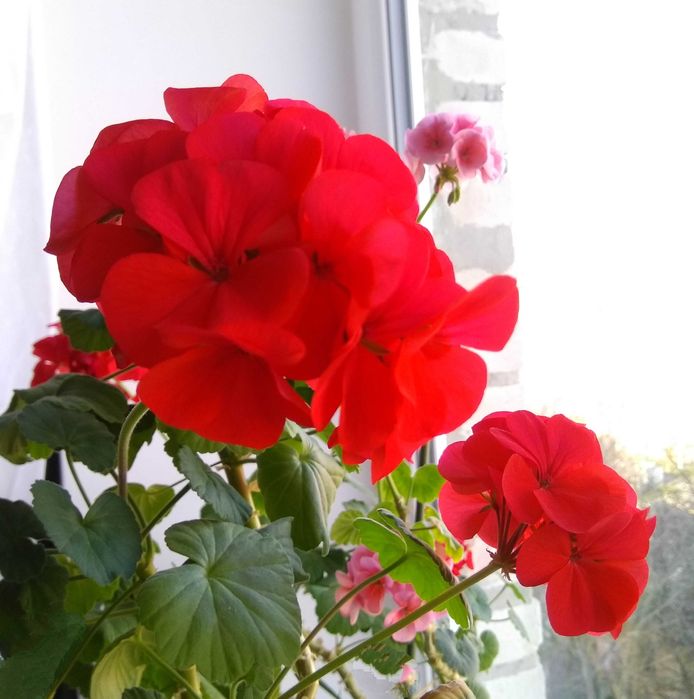 пеларгония герань калачик домашнее растение цветок квітка