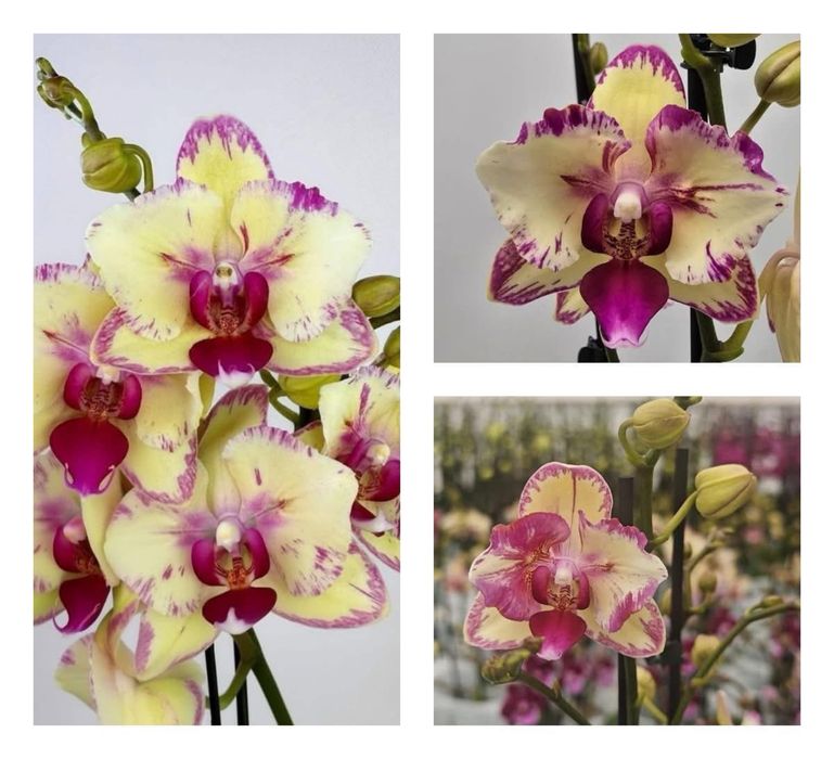 Домашня сортова ароматна орхідея 5076