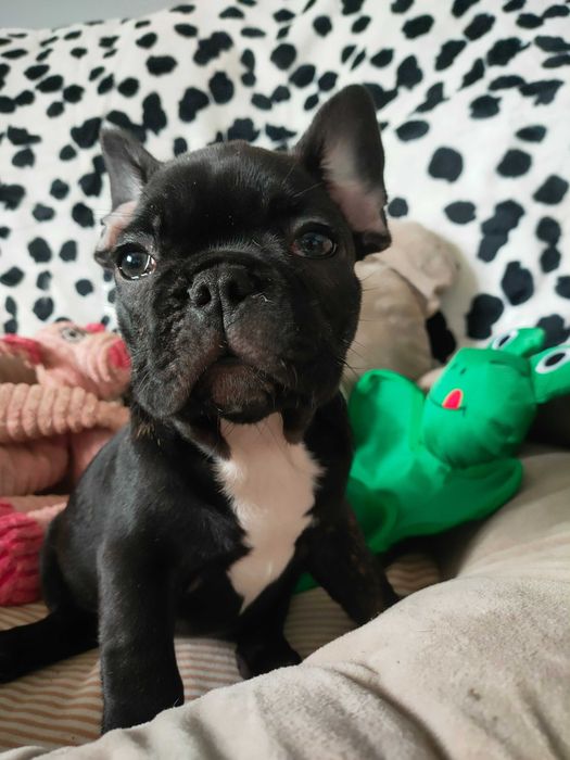 Buldog francuski zkwp/fci  słodki szczeniaczek w rudo-czerwone pręgi.
