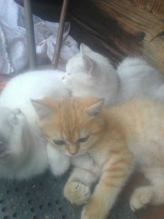 Котенята британської шиншили