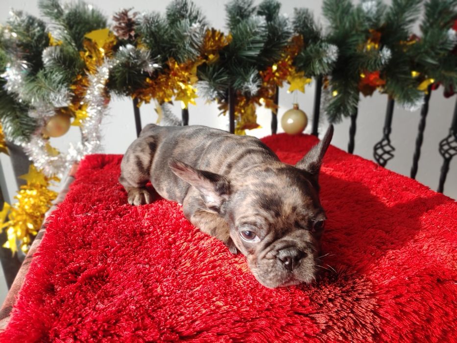 Щенята Французького  бульдога