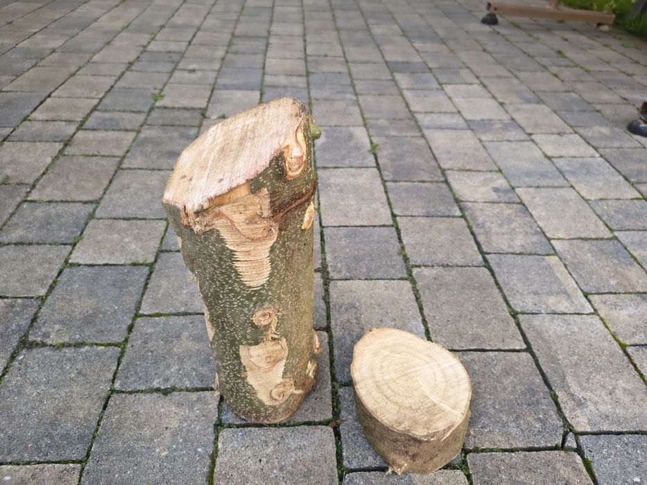 Orzech włoski plaster drewno kloc pień