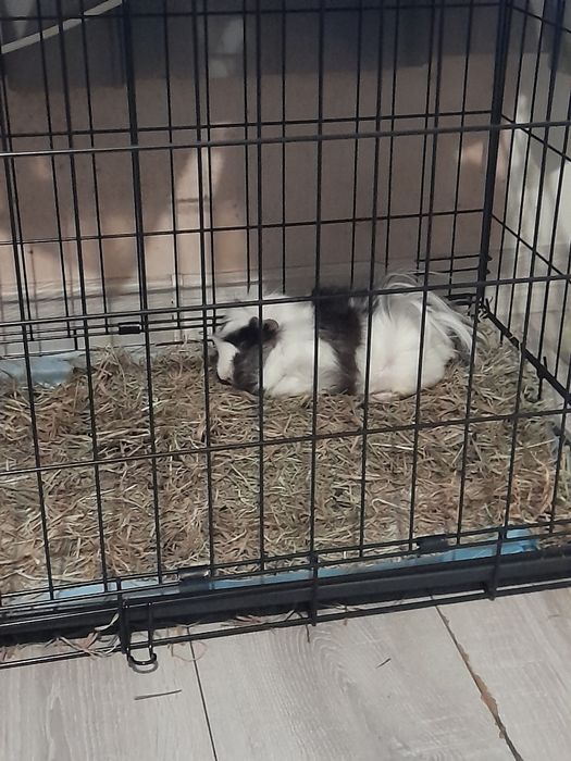 Świnka morska długowłosa rezerwacja