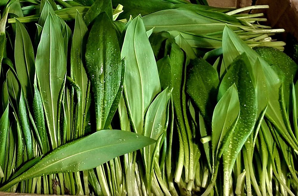 3 kg Czosnek niedźwiedzi  , młode listki,  świeży zbiór 2026