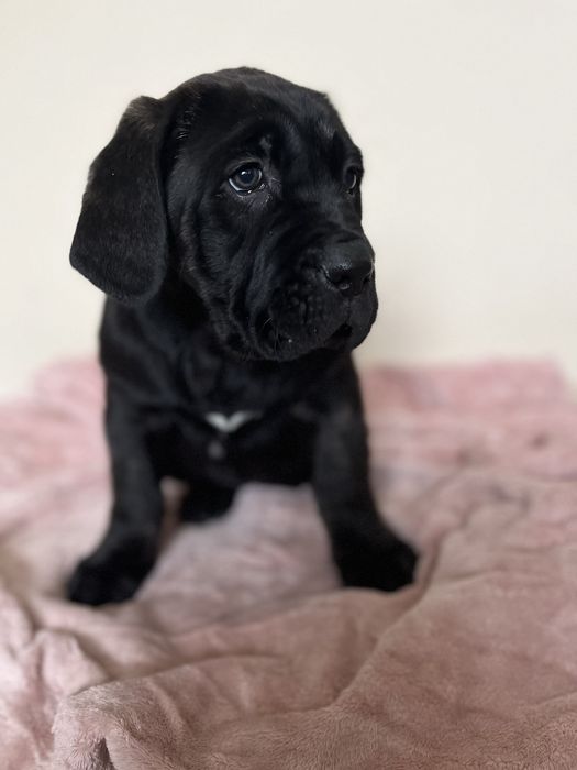 Cane Corso Italiano ,  hodowla Corso Dragon