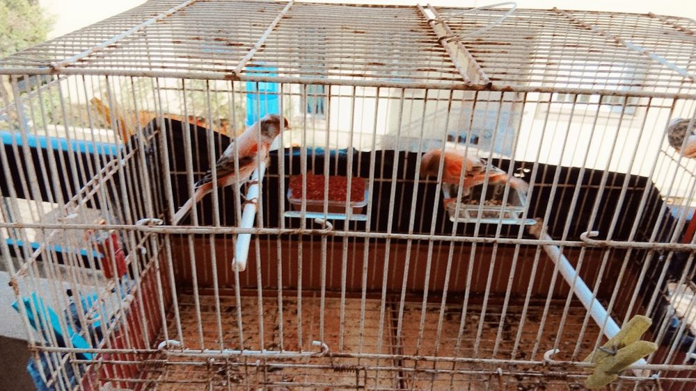 Venda Canários, arlequim, e Bronzes