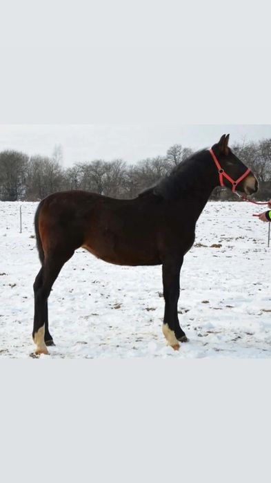 Klacz Śląska 7 miesięczna