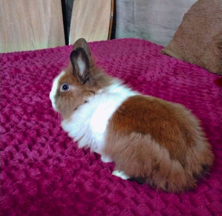 Karzełek Teddy samiczka