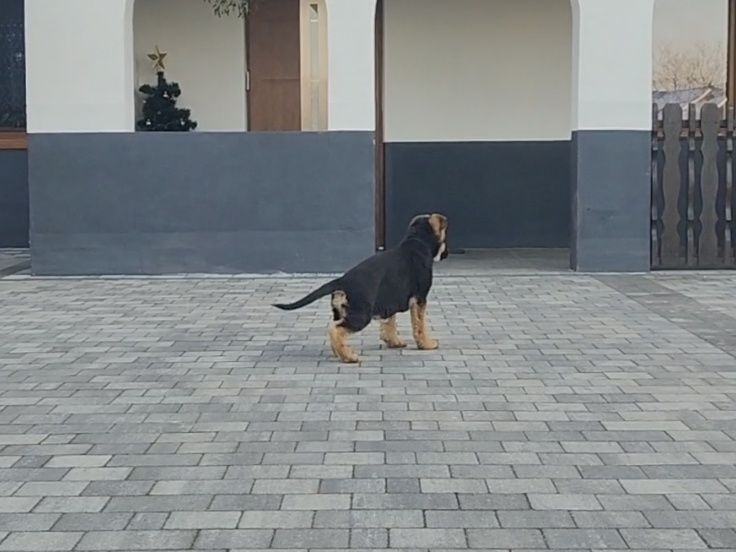 Owczarek niemiecki krótkowłosy