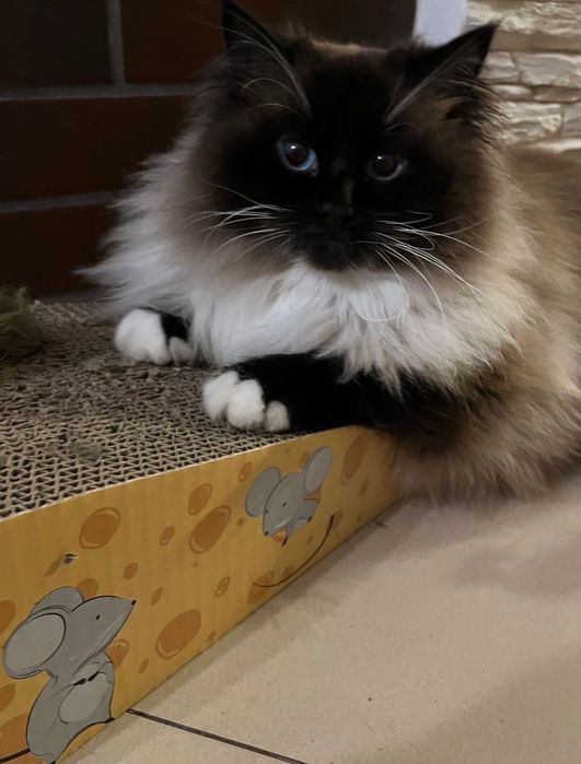 zaginął kot ragdoll