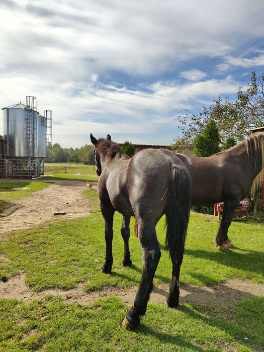 Sprzedam źrebice gniadą i ogierka siwego  pół perszeron