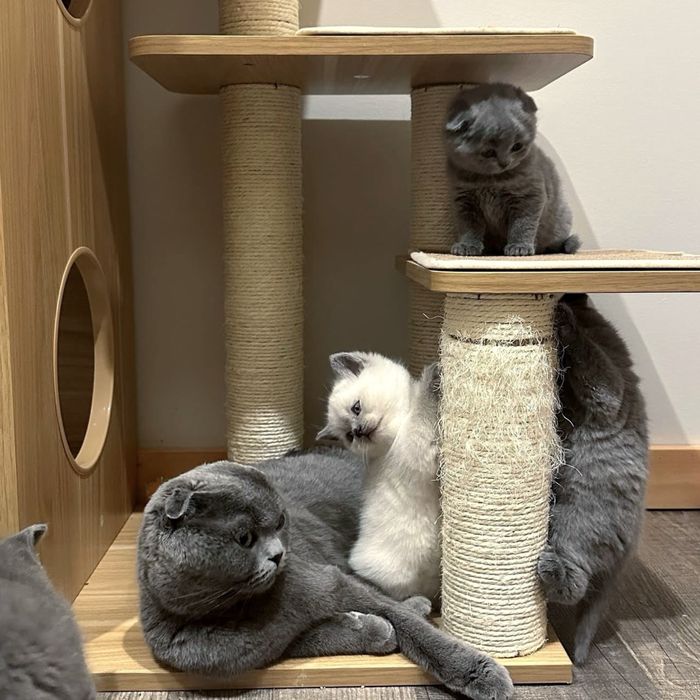 Неймовірно мʼяке хутро