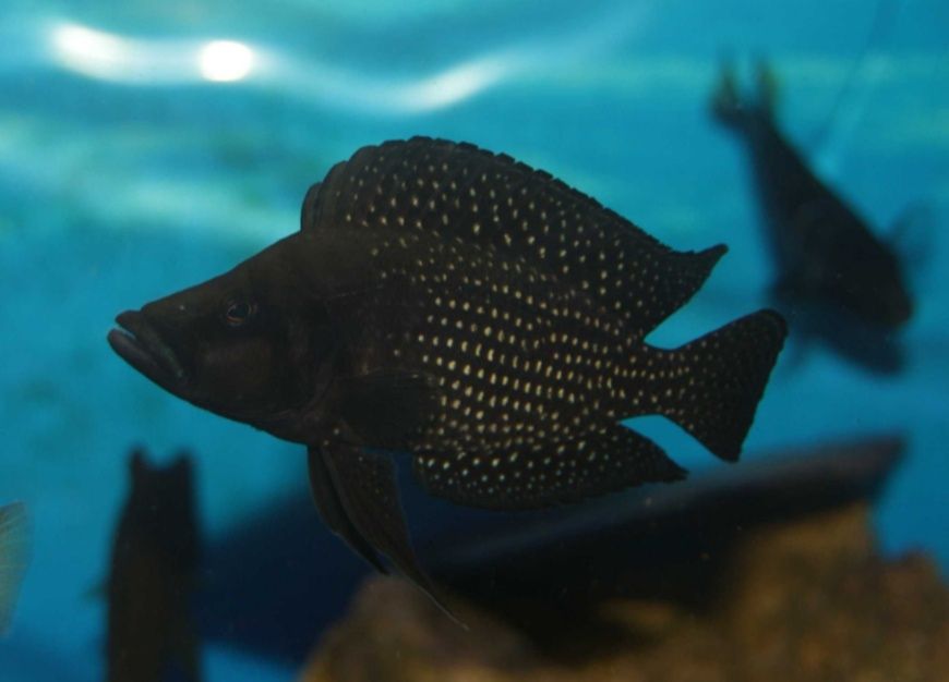 Altolamprologus calvus Black pectoral