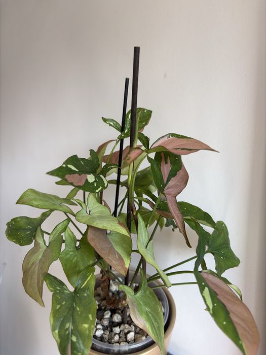 Syngonium red spot tricolor