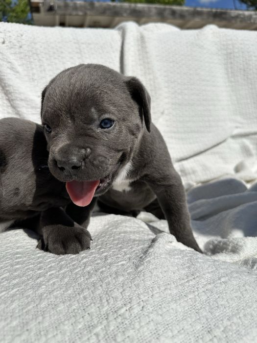 Елітний голубий щенок кане корсо Белорт, 1 місяць,