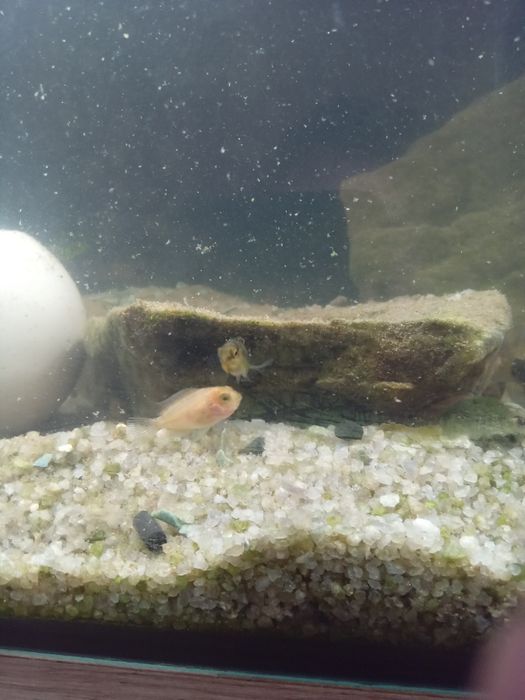 Цихліди Cuchlid рибки, акваріумні рибки ,хижаки Бучач.