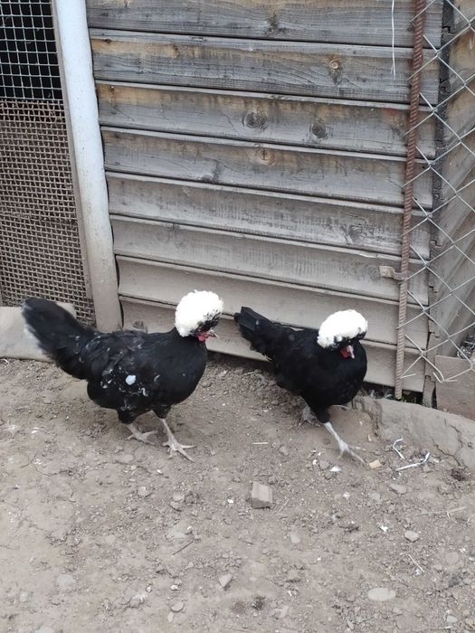 Голандська білохохлова (білочуба)