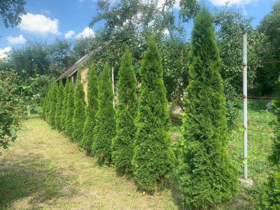 Туя смарагд 2м продам