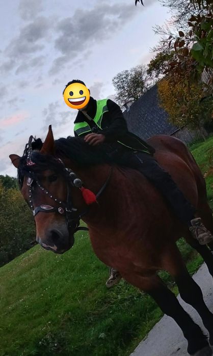Sprzedam ogiera z licencją