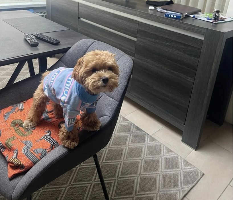 Худи ,свитер ,одежда Miu miu на маленькую собаку или кошку