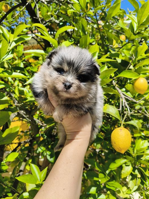 Spitz alemão Merle menina