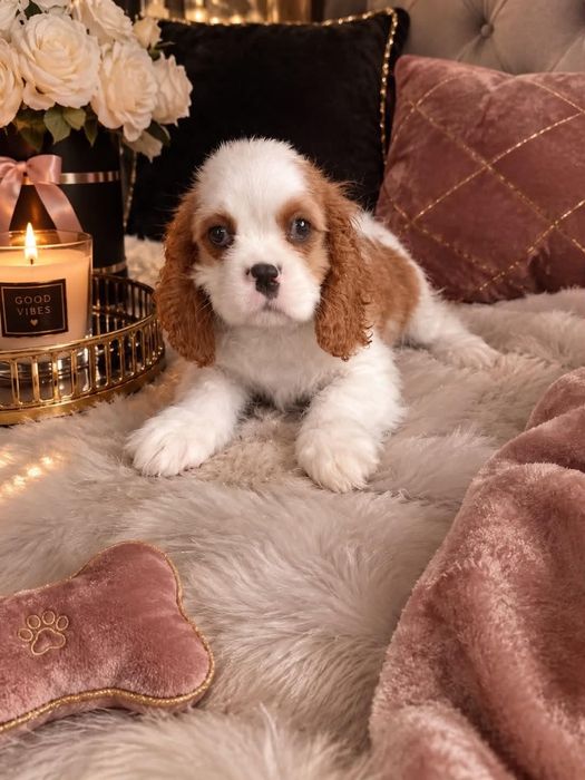 Cavalier King Charles Spaniel
