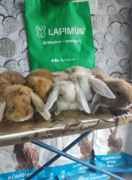 Кролики французький баран