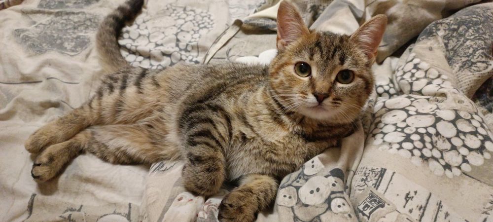 Котята котики отдам котенок