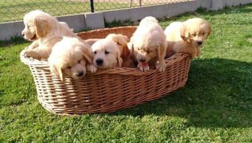 Szczeniak Golden Retriever