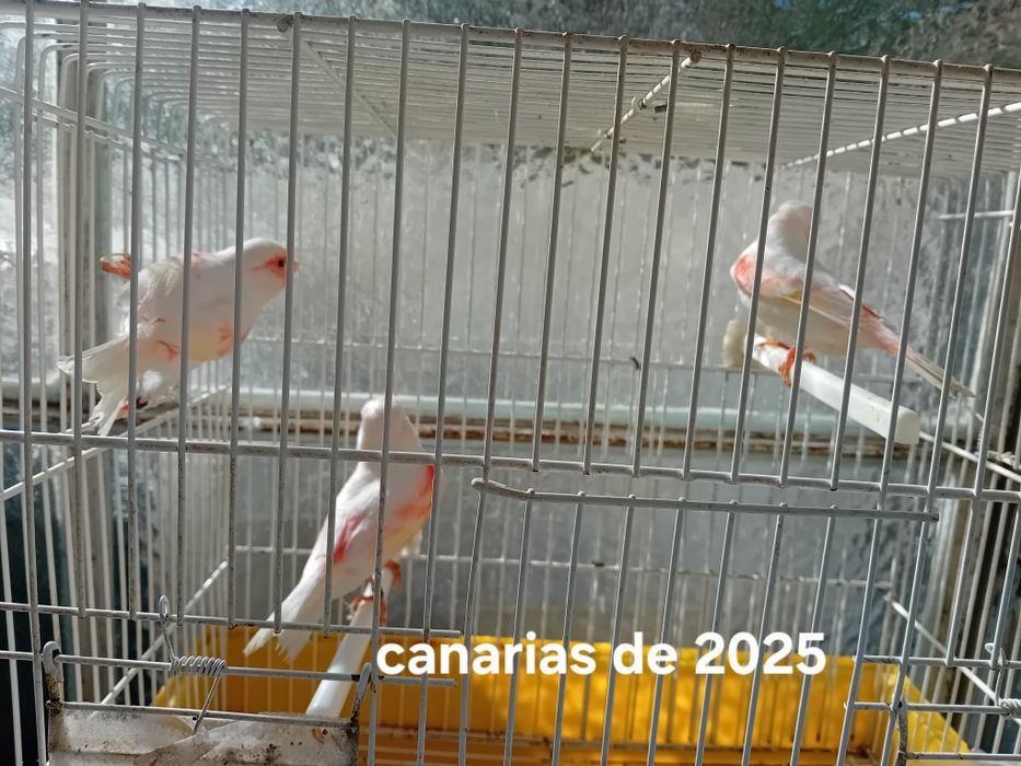Canarias mosaico de 2025