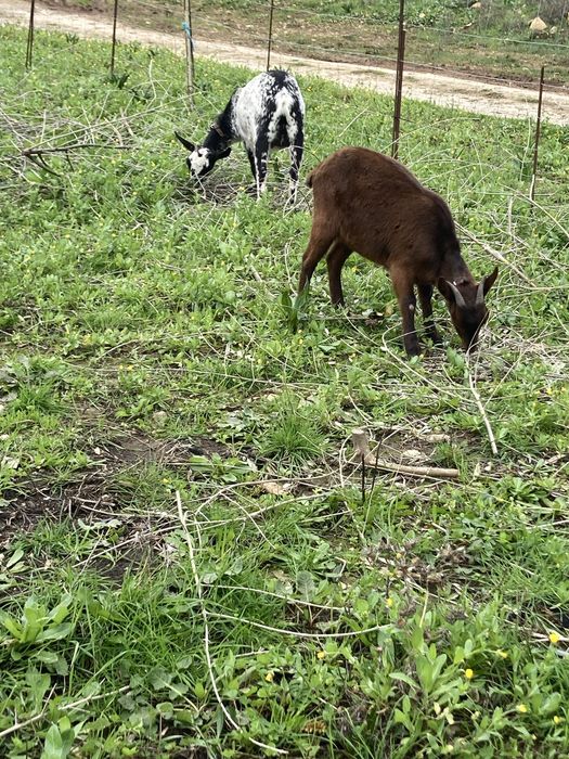 Boa tarde tenho para venda as cabras que se encontram nas fotos