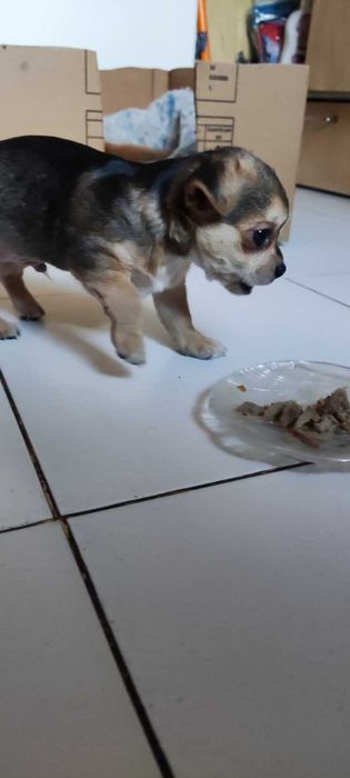 Грайливий кмітливий цуцинятко