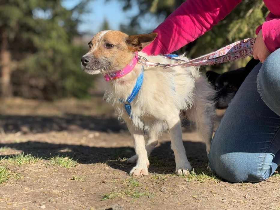Piękna dama z charakterkiem szuka domu