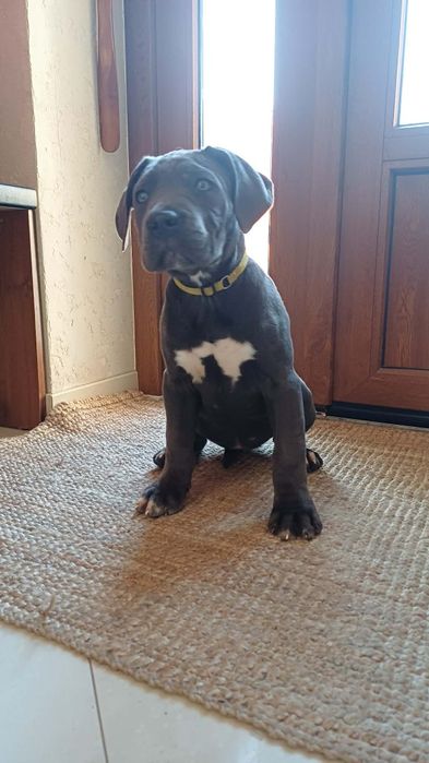 Cane Corso suczka mocna budowa