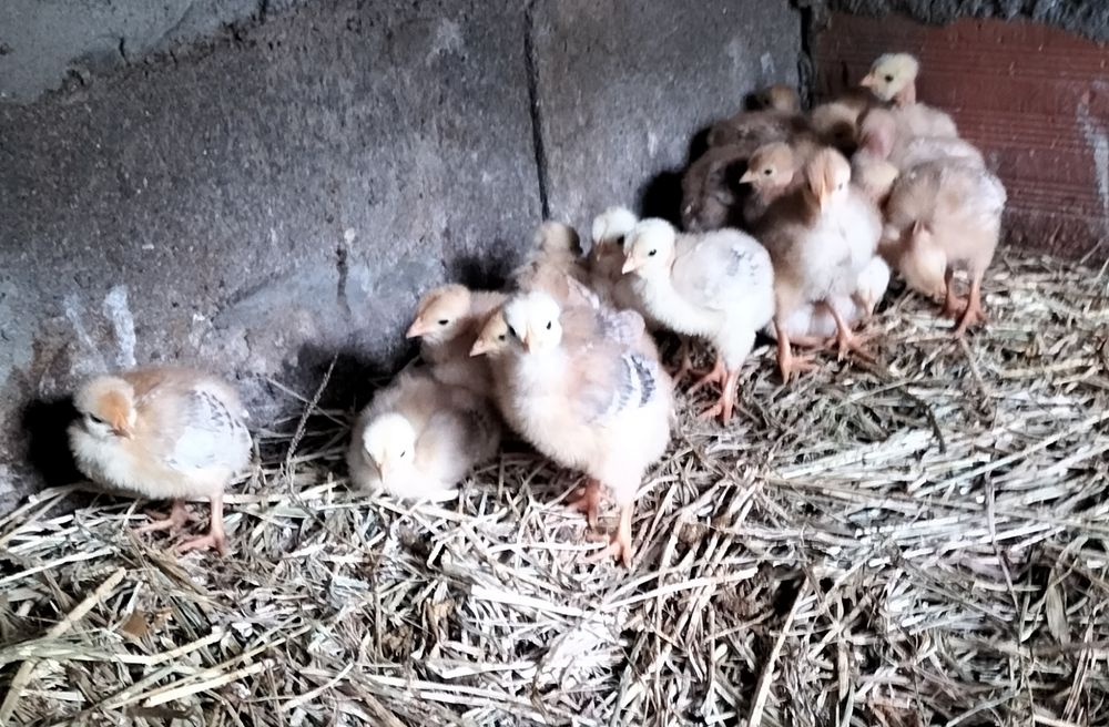 Patos Mudos de boa qualidade