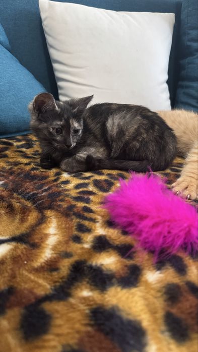 Котята в хорошие руки