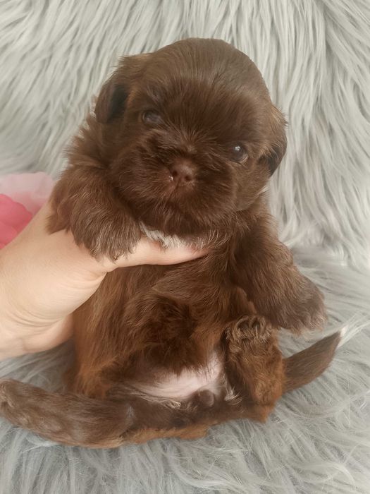 Przepiękna czekoladowa suczka rasy Shih-Tzu