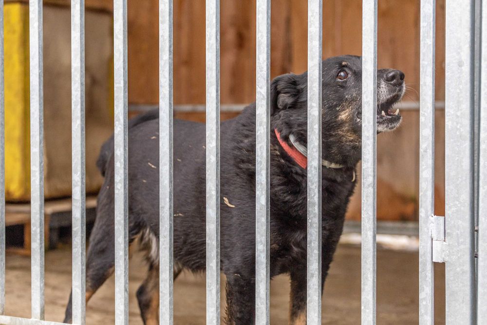 LOGAN, PIES DO PILNEJ ADOPCJI - mamy czas do 31 grudnia 2025r.
