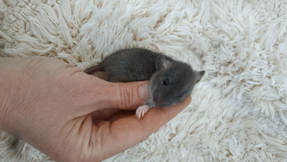 Необыкновенные умные крысятки малыши Агути сиамские Дамбо рекс крыса