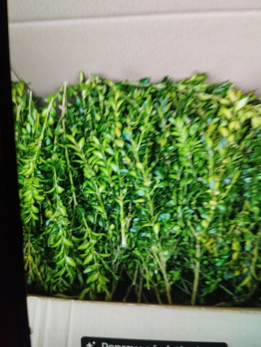 Bukszpan do koszyczka