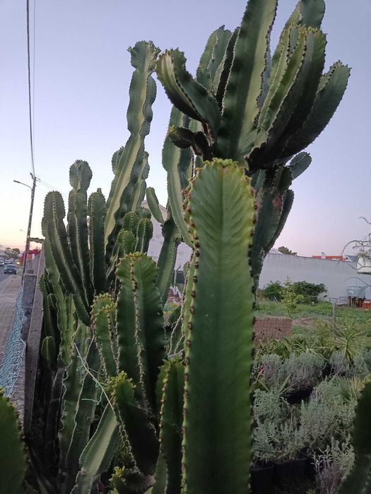 Cactos  Euphorbia