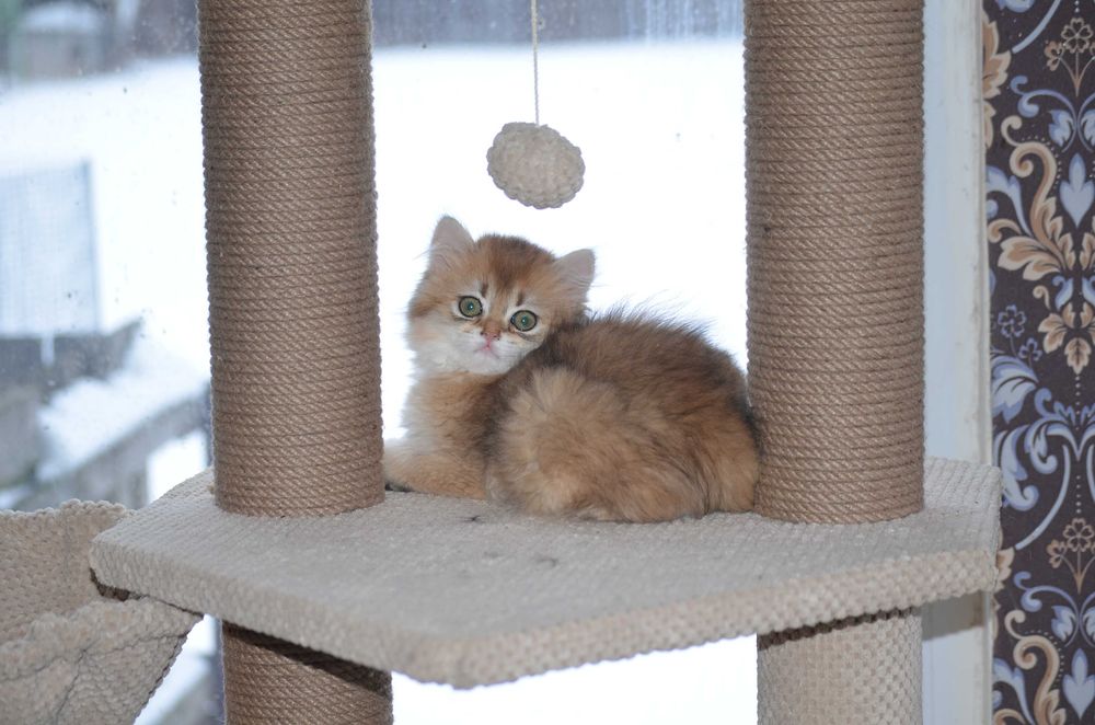 Кошечка золота шиншила! Київ, Бориспіль, або відправлю в інше місто