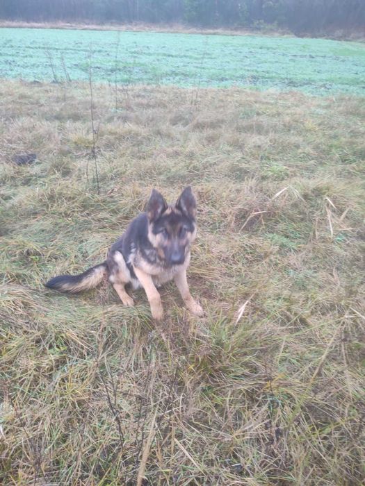 Німецька вівчарка