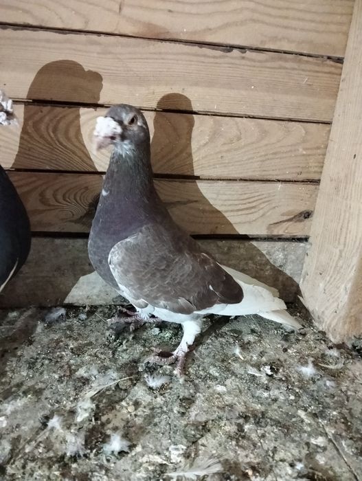 Gołębie staropolskie