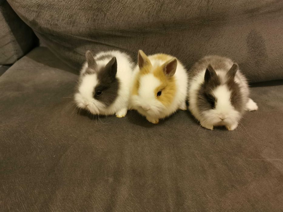 Coelhos anões teddy, mini hôlandes e mini toy muito fofos