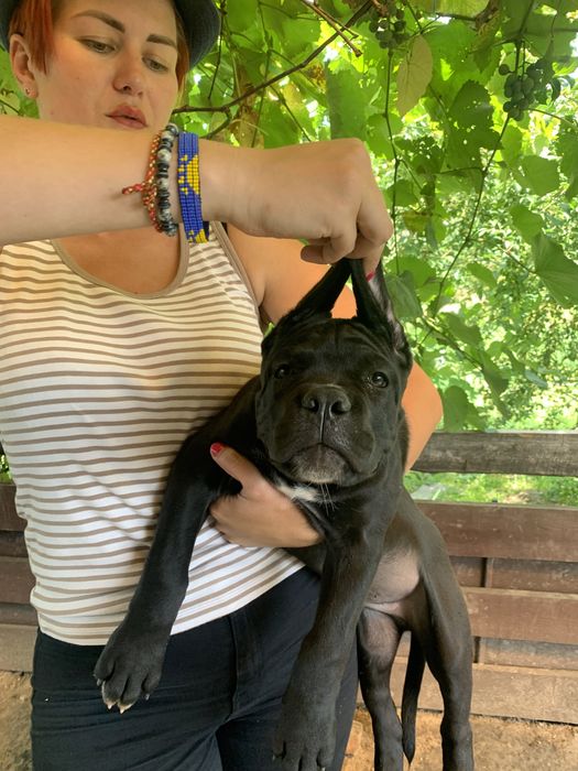 Цуценята кане корсо