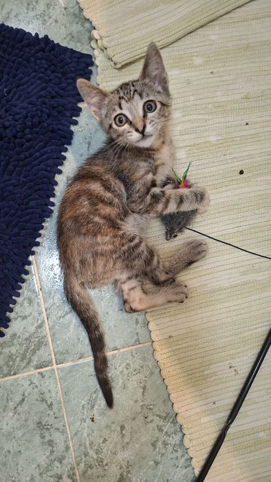 Gata para doação