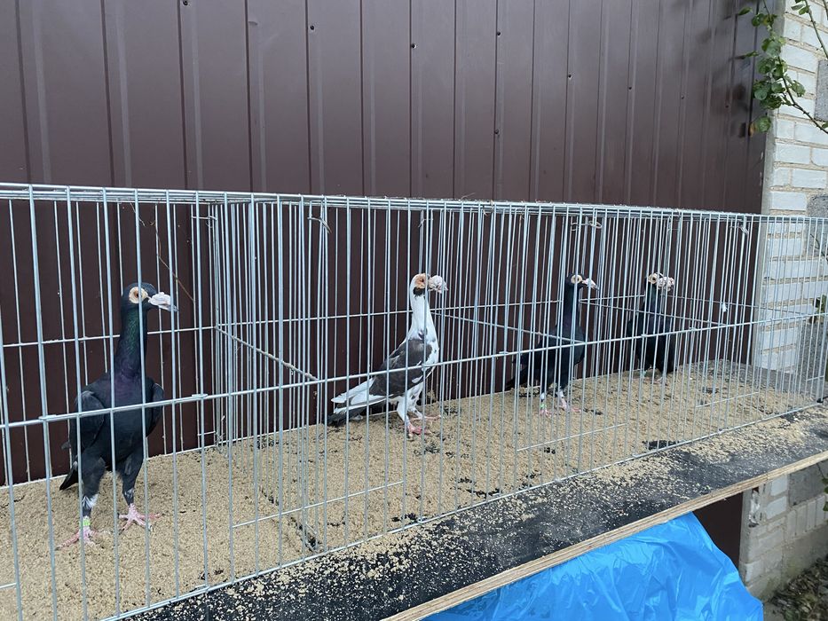 Młody samiec Karier