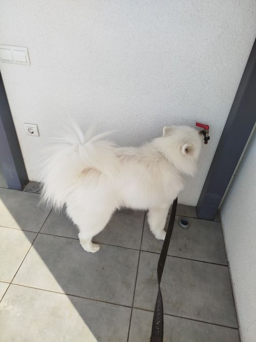 Самоїд дівчинка для в'язкі