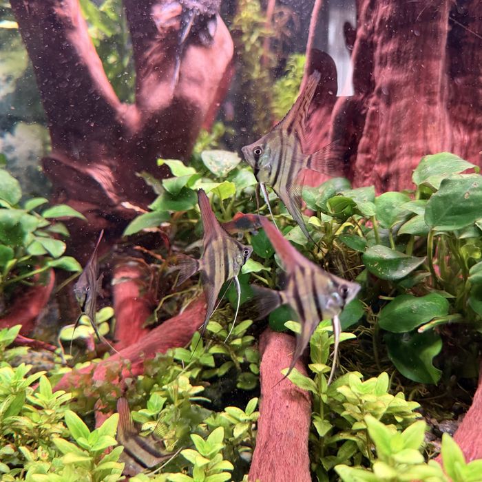 Piekne Skalary Altum Rio Nanay F1.6/8cm